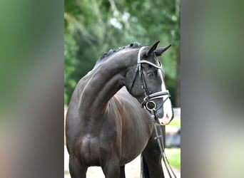 Cheval de sport allemand, Hongre, 5 Ans, 177 cm, Noir