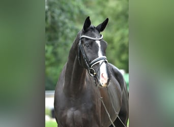 Cheval de sport allemand, Hongre, 5 Ans, 177 cm, Noir