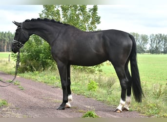 Cheval de sport allemand, Hongre, 5 Ans, 177 cm, Noir