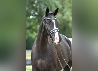 Cheval de sport allemand, Hongre, 5 Ans, 177 cm, Noir