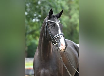 Cheval de sport allemand, Hongre, 5 Ans, 177 cm, Noir