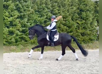 Cheval de sport allemand, Hongre, 5 Ans, 177 cm, Noir