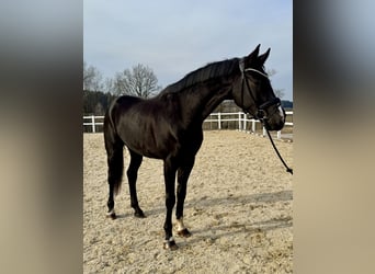 Cheval de sport allemand, Hongre, 5 Ans, 178 cm, Noir