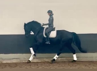 Cheval de sport allemand, Hongre, 5 Ans, 180 cm, Noir