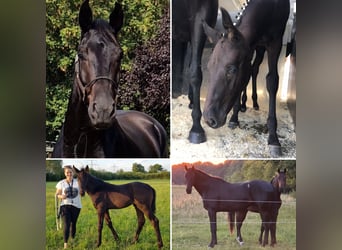 Cheval de sport allemand, Hongre, 5 Ans, 180 cm, Noir