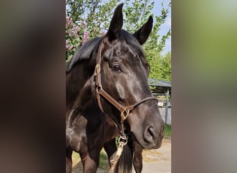 Cheval de sport allemand, Hongre, 5 Ans, 180 cm, Noir