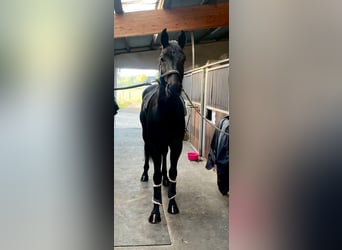 Cheval de sport allemand, Hongre, 5 Ans, 180 cm, Noir