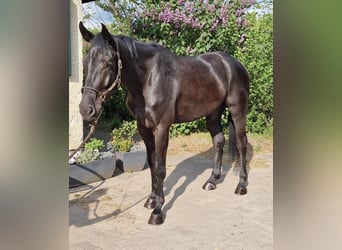 Cheval de sport allemand, Hongre, 5 Ans, 180 cm, Noir