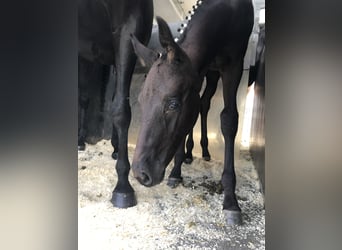 Cheval de sport allemand, Hongre, 5 Ans, 180 cm, Noir
