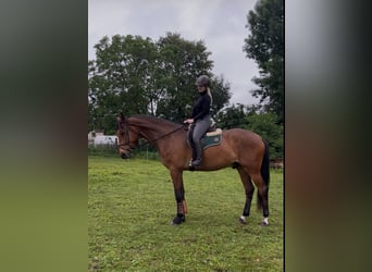 Cheval de sport allemand, Hongre, 5 Ans, 186 cm, Bai