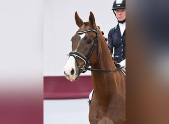 Cheval de sport allemand, Hongre, 5 Ans, Alezan brûlé