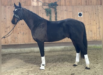 Cheval de sport allemand, Hongre, 5 Ans, Bai brun