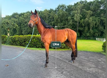 Cheval de sport allemand, Hongre, 5 Ans, Bai
