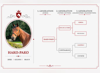 Cheval de sport allemand, Hongre, 5 Ans, Bai