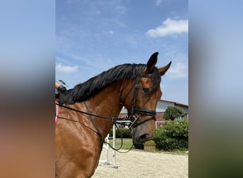 Cheval de sport allemand, Hongre, 5 Ans, Bai