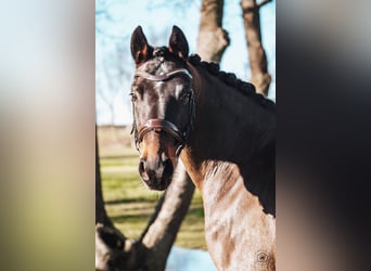 Cheval de sport allemand, Hongre, 6 Ans, 149 cm, Bai