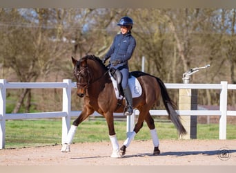Cheval de sport allemand, Hongre, 6 Ans, 149 cm, Bai