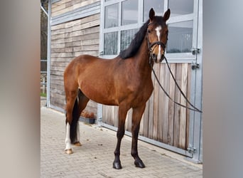 Cheval de sport allemand, Hongre, 6 Ans, 153 cm, Bai