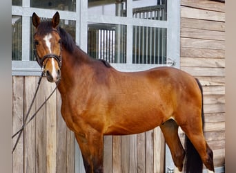 Cheval de sport allemand, Hongre, 6 Ans, 153 cm, Bai