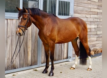 Cheval de sport allemand, Hongre, 6 Ans, 153 cm, Bai