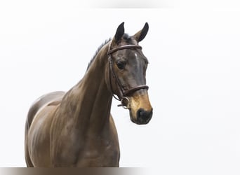 Cheval de sport allemand, Hongre, 6 Ans, 162 cm