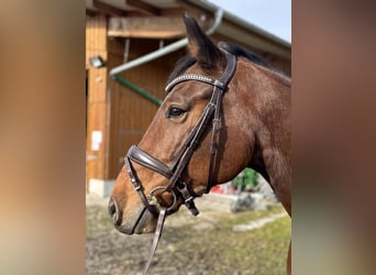 Cheval de sport allemand, Hongre, 6 Ans, 164 cm, Bai