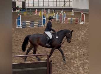 Cheval de sport allemand, Hongre, 6 Ans, 165 cm, Bai brun