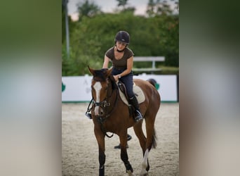 Cheval de sport allemand, Hongre, 6 Ans, 165 cm, Bai clair