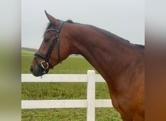 Cheval de sport allemand, Hongre, 6 Ans, 165 cm