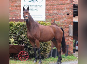 Cheval de sport allemand, Hongre, 6 Ans, 166 cm, Bai