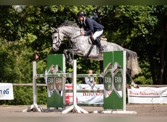 Cheval de sport allemand, Hongre, 6 Ans, 166 cm, Gris pommelé