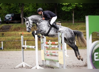 Cheval de sport allemand, Hongre, 6 Ans, 166 cm, Gris pommelé