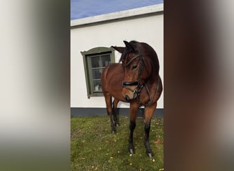 Cheval de sport allemand, Hongre, 6 Ans, 167 cm, Bai