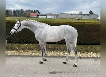 Cheval de sport allemand, Hongre, 6 Ans, 167 cm, Gris pommelé