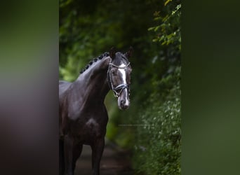 Cheval de sport allemand, Hongre, 6 Ans, 167 cm, Noir