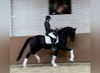 Cheval de sport allemand, Hongre, 6 Ans, 167 cm, Noir