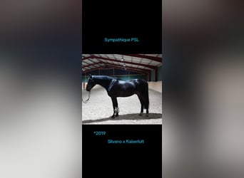 Cheval de sport allemand, Hongre, 6 Ans, 168 cm, Bai brun foncé