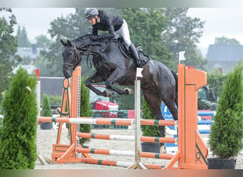 Cheval de sport allemand, Hongre, 6 Ans, 168 cm, Bai brun foncé