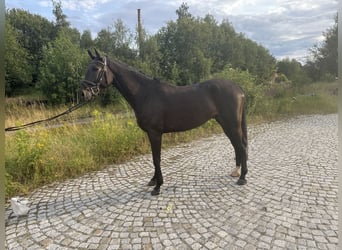 Cheval de sport allemand, Hongre, 6 Ans, 168 cm, Bai brun foncé