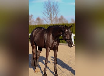 Cheval de sport allemand, Hongre, 6 Ans, 168 cm, Noir