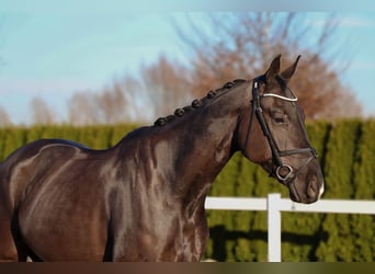 Cheval de sport allemand, Hongre, 6 Ans, 168 cm, Noir