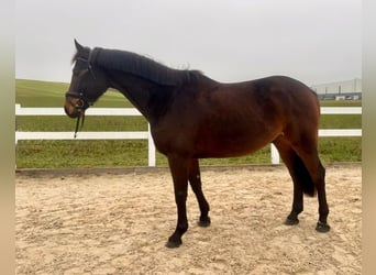 Cheval de sport allemand, Hongre, 6 Ans, 169 cm, Bai brun