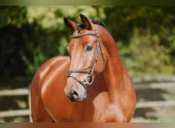 Cheval de sport allemand, Hongre, 6 Ans, 169 cm, Bai