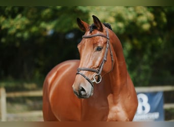 Cheval de sport allemand, Hongre, 6 Ans, 169 cm, Bai