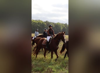 Cheval de sport allemand, Hongre, 6 Ans, 170 cm, Alezan