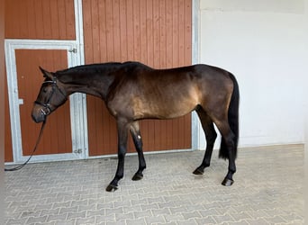 Cheval de sport allemand, Hongre, 6 Ans, 170 cm, Bai brun foncé