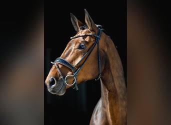Cheval de sport allemand, Hongre, 6 Ans, 170 cm, Bai brun