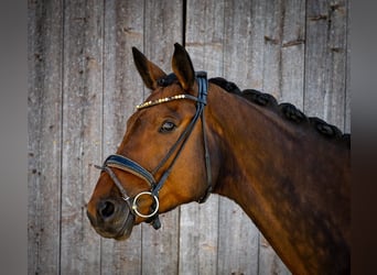 Cheval de sport allemand, Hongre, 6 Ans, 170 cm, Bai brun
