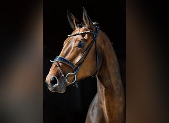 Cheval de sport allemand, Hongre, 6 Ans, 170 cm, Bai brun