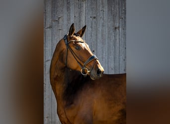 Cheval de sport allemand, Hongre, 6 Ans, 170 cm, Bai brun